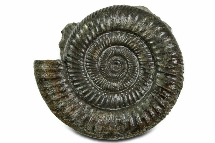 Jurassic Ammonite (Dactylioceras) Fossil - England #351163